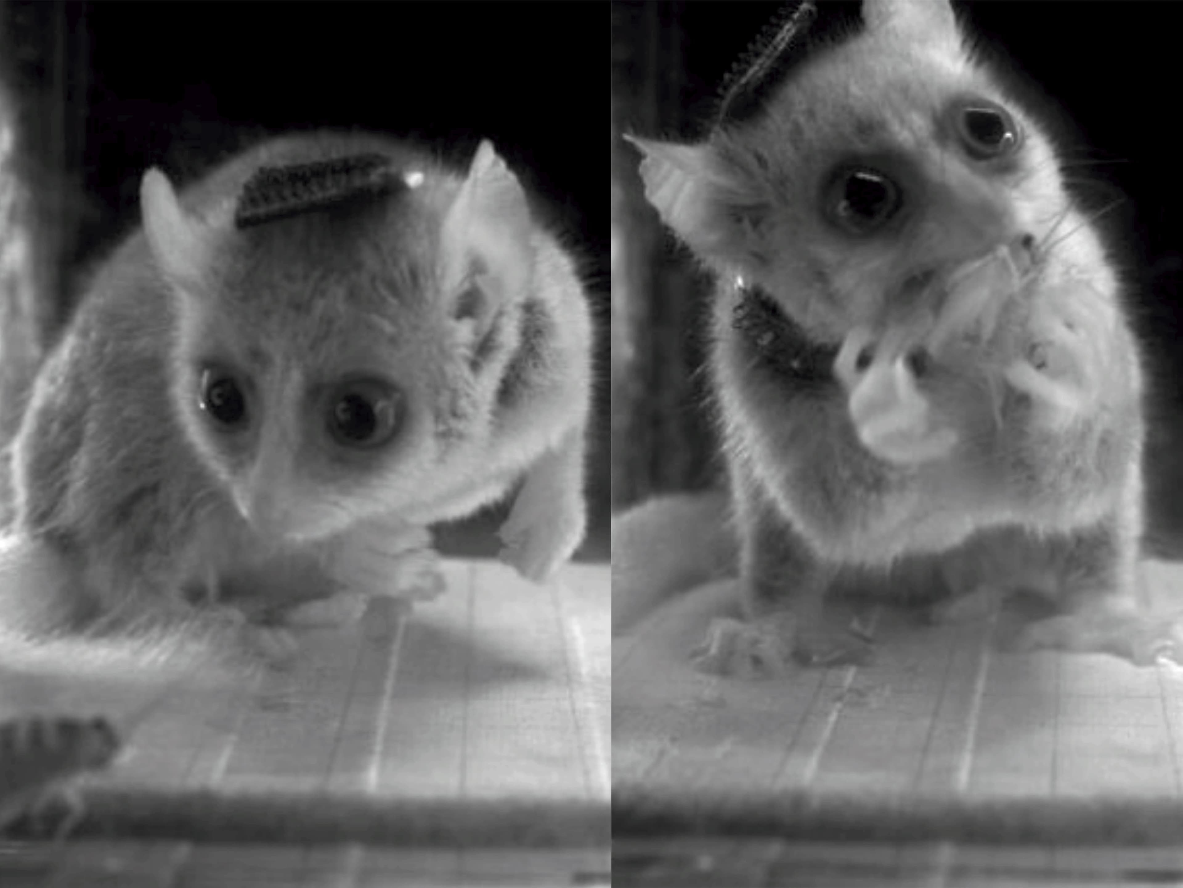 Mouse lemur before and after capturing a cricket