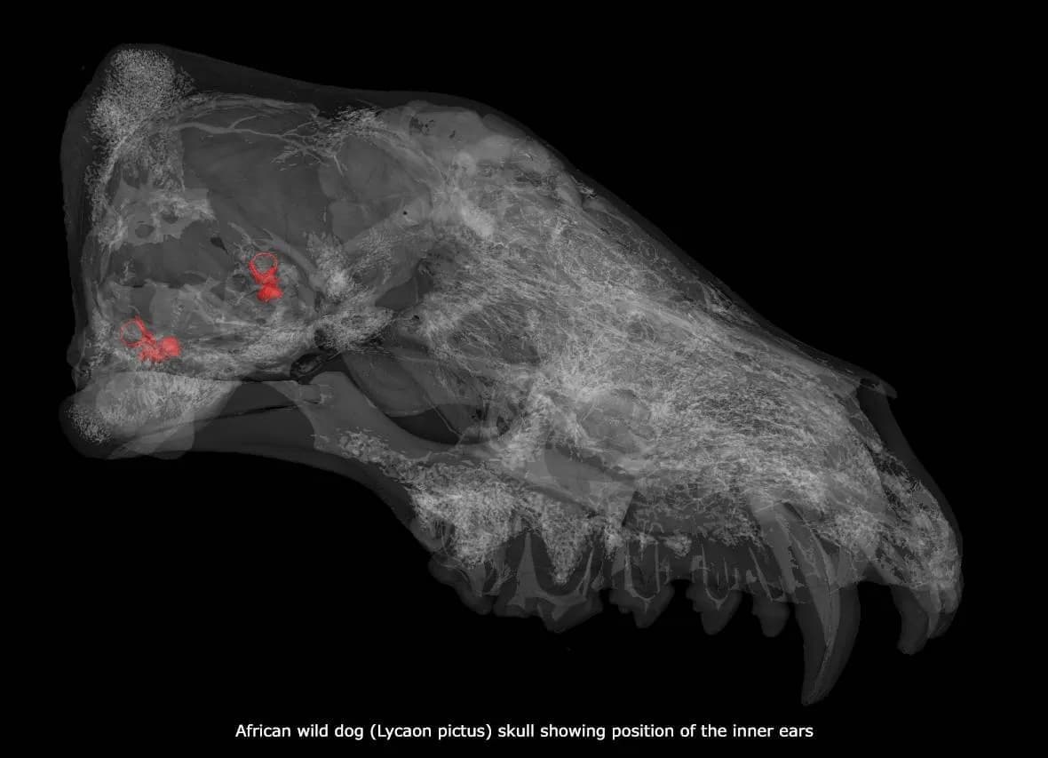 African wild dog (Lycaon pictus) skull showing position of the inner ears